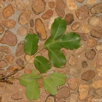 Pterocarpus marsupium Roxb.